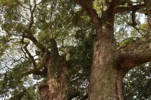 叫水坑村背靠原始森林,这个村子景色太棒了