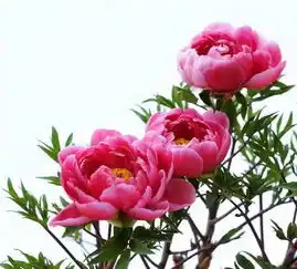 牡丹什么时候移栽