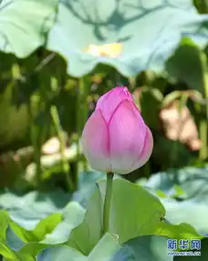 东京上野荷叶田田莲花盛开