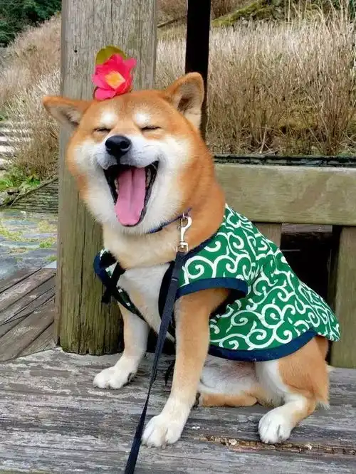 日本一柴犬因笑容治愈走红网络网友承包了我2018年的头像