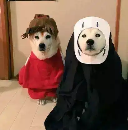 狗年大吉旺旺旺柴犬cos各路动漫角色简直萌翻了