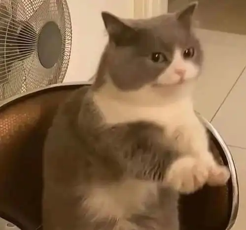 单身狗必备的微信头像