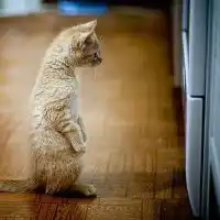 微信头像小猫咪萌翻了的小猫嘛真可爱
