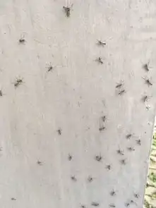 请问有人认识吗,这是什么虫子有什么方法可以消灭最近几天小区外墙都是这种虫子,太恶心了不敢开窗