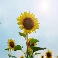 充满正能量阳光的头像微信头像图片大全