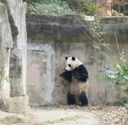 动物园遭投诉根本没有真熊猫,都是工作人员套皮骗游客,还睡着了