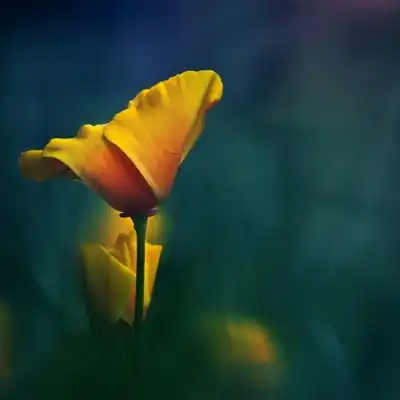 花朵风景头像图片,小清新的花朵给你带来好运气