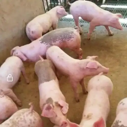 卖料不是请客吃饭就是搞活动,就是赠料