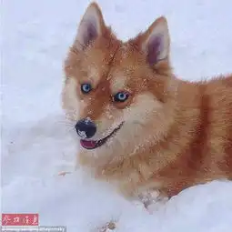 美国蓝眼萌宠走红