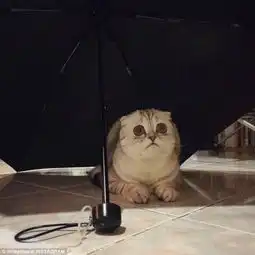 泰国宠物猫一脸忧郁扮相时髦走红网络