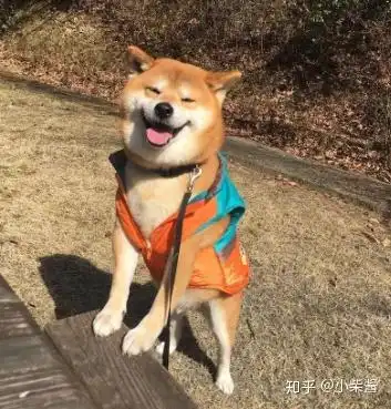 柴犬驱虫多久一次驱虫时应该注意什么