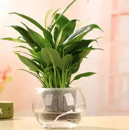 绿植知识复合肥如何养花