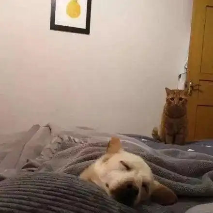 家里新来了一只狗原住民猫的反应亮了