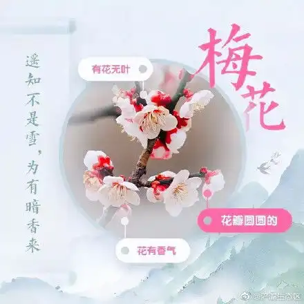 春日知识九图教你分辨撞脸春花