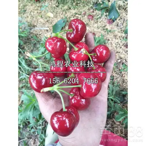 黄樱桃苗多少钱一棵-黄页88网