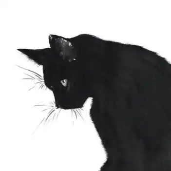 一张图白色的背景一只纯黑色的猫是什么意思