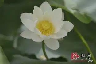 靖州百亩荷花盛开请君畅游花海