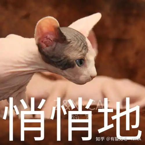 猫咪的冷知识也不是很冷啦