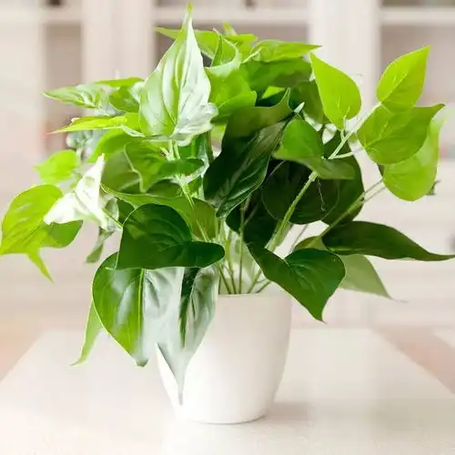 室内养绿萝风格与绿植造景艺术