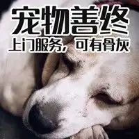 上海宠物殡葬情况