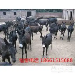 甘南出售毛驴-黄页88网