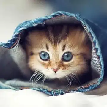 主人带猫咪去医院,为了不打针,猫咪在医生眼皮子底下竟然......