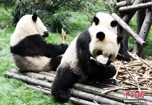 成都大熊猫滚滚秋日卖萌憨态可掬高清组图