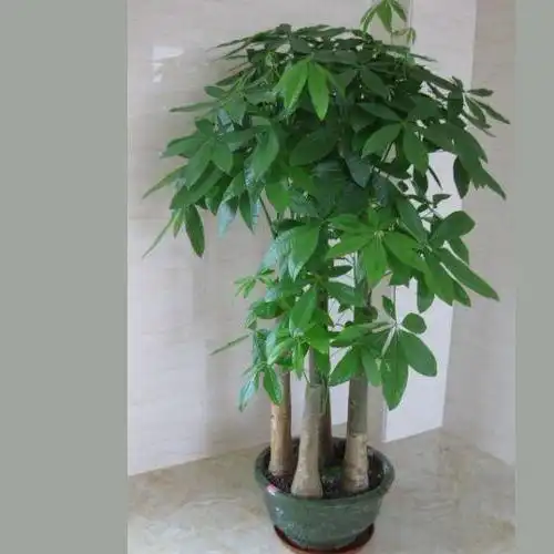 老话说花草三不送,送了变仇人,究竟什么花不能送,该送什么花