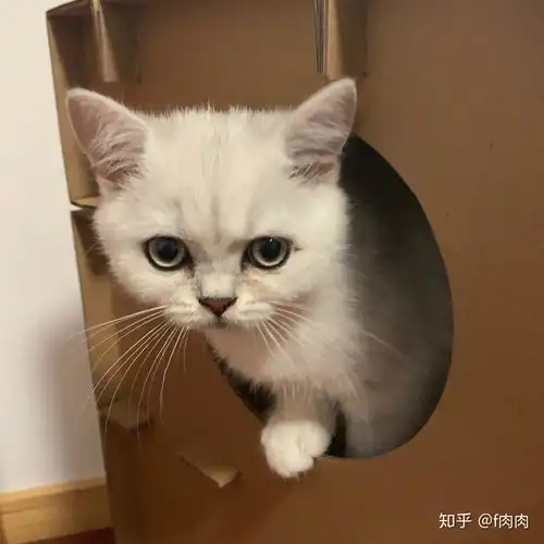 一千块钱的英短靠谱吗