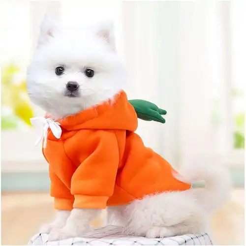 秋冬新款宠物衣服泰迪猫咪狗狗衣服小中型犬抓绒卫衣卡通服饰