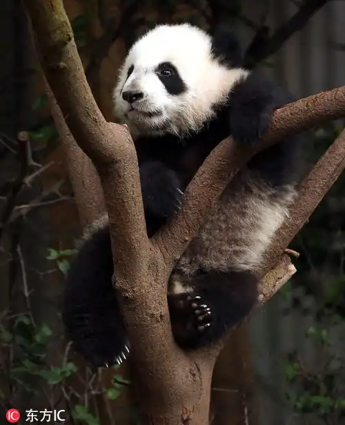 对镜头卖萌成都大熊猫繁育研究基地大熊猫上树玩得不亦乐乎