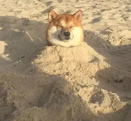 主人打算带哈士奇到海边玩耍,结果一到海边就.......