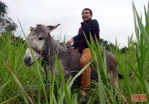 漳州驴倌的养驴事业