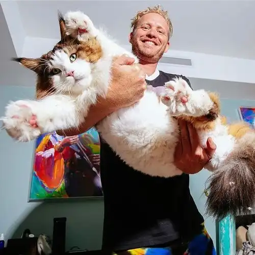 猫咪以24斤的体重,成为了当地的猫老大,出门还被认成狮子