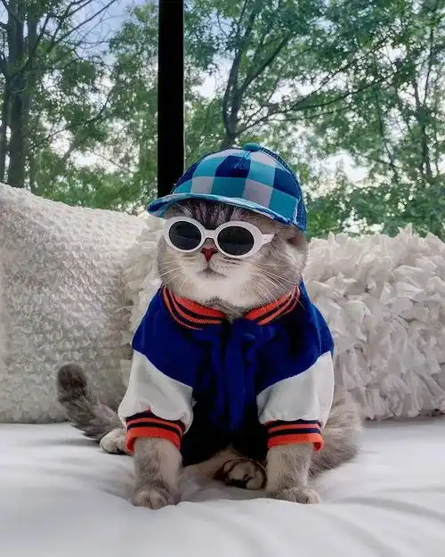 最潮最火的猫咪甜美与帅气的时尚穿搭,绝对是整条街最靓的仔