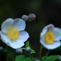 如何速成画花朵