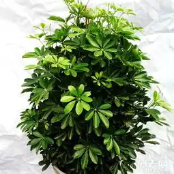 花卉租摆绿植租赁