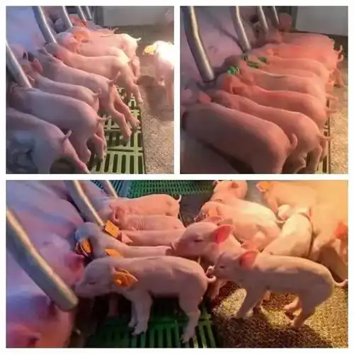 明日猪价快讯20211215生猪猪苗报价