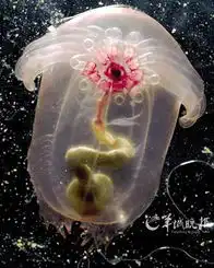 盘点自然界中奇特美丽的透明生物高清组图