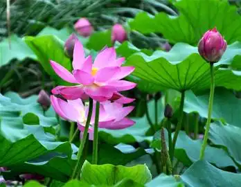 吉祥彩登陆平台dafa186.com注册送28彩金胶南信息港黄岛本地生活门户网站黄岛论坛
