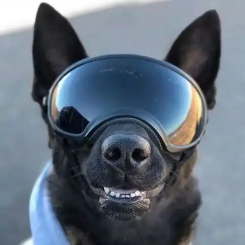 警犬伪装成便衣,网友被萌翻真的怕不起来
