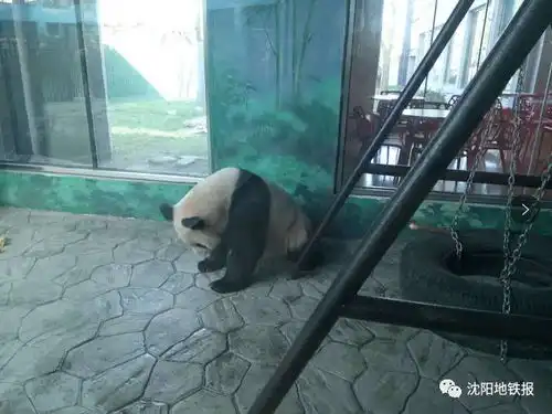 沈阳大熊猫开门见客啦边吃熊猫餐边看熊猫而这些人竟然还可以免票