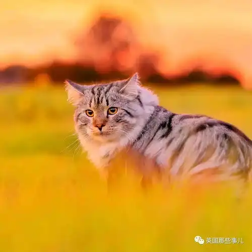 大尾巴西伯利亚森林猫,可萌可霸气,简直是行走的鸡毛掸子啊