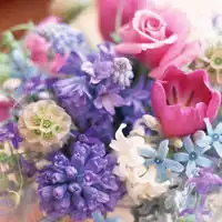 微信头像花朵,室内花卉植物图片大全