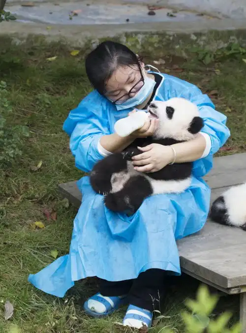 邮轮剧本杀走红,飞猪黑珍猪榜单是什么
