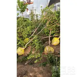 8公分凯特大杏树图片徐州6公分凯特杏树-黄页88网