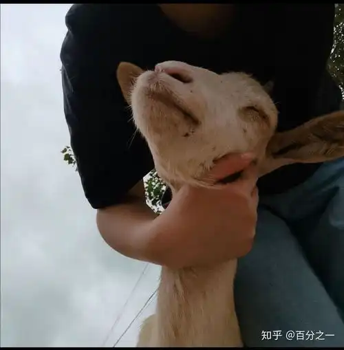 有没有小羊的图片不想要网红风