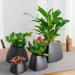 春天的礼物枫语墅绿植diy周六清新开启
