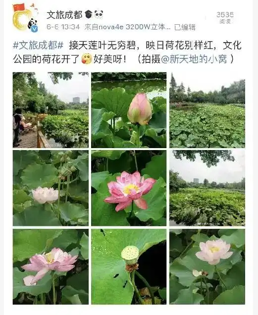 快来这里赏荷正当时内附手机拍荷花超实用技巧