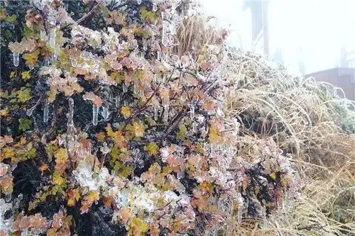 说来就来,太白山的雪总是这么突然